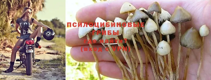 Псилоцибиновые грибы Psilocybe  Собинка 